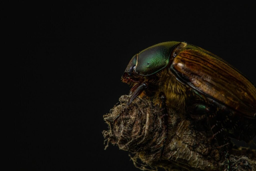 Close-up of a scarab beetle on a textured branch against a black background