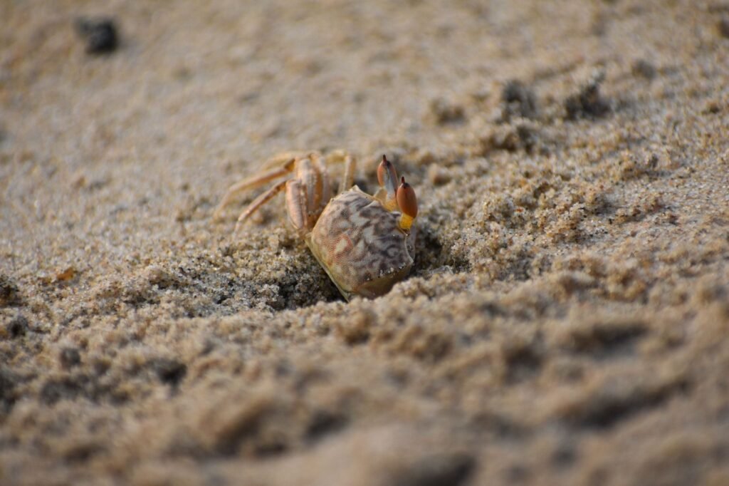 Small crab emerging from a burrow in sandy beach, evoking Scylla and Charybdis myth imagery