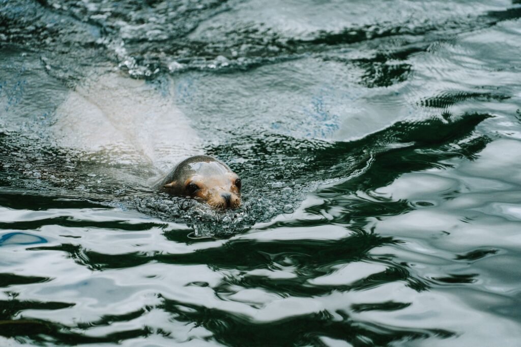 Sea lion swimming underwater in clear ocean water