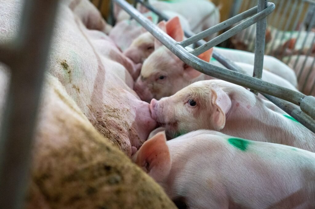 Sow nursing piglets in a commercial pig farming facility