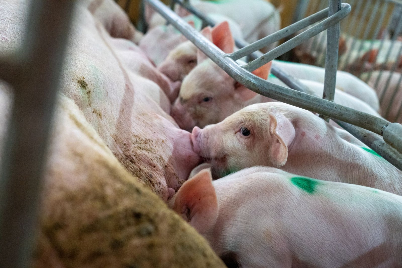 Sow nursing piglets in a commercial pig farming facility