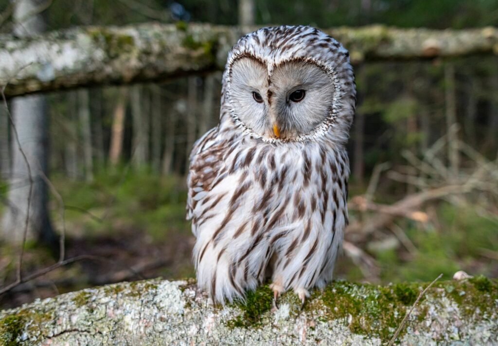 Close-up of a Ural owl perched on a mossy tree branch in a forest, evoking the strix mythology of owl creatures