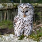 Close-up of a Ural owl perched on a mossy tree branch in a forest, evoking the strix mythology of owl creatures