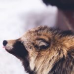 Close-up of a raccoon with eyes closed and tongue slightly out, resembling a tanuki, the Japanese raccoon dog.