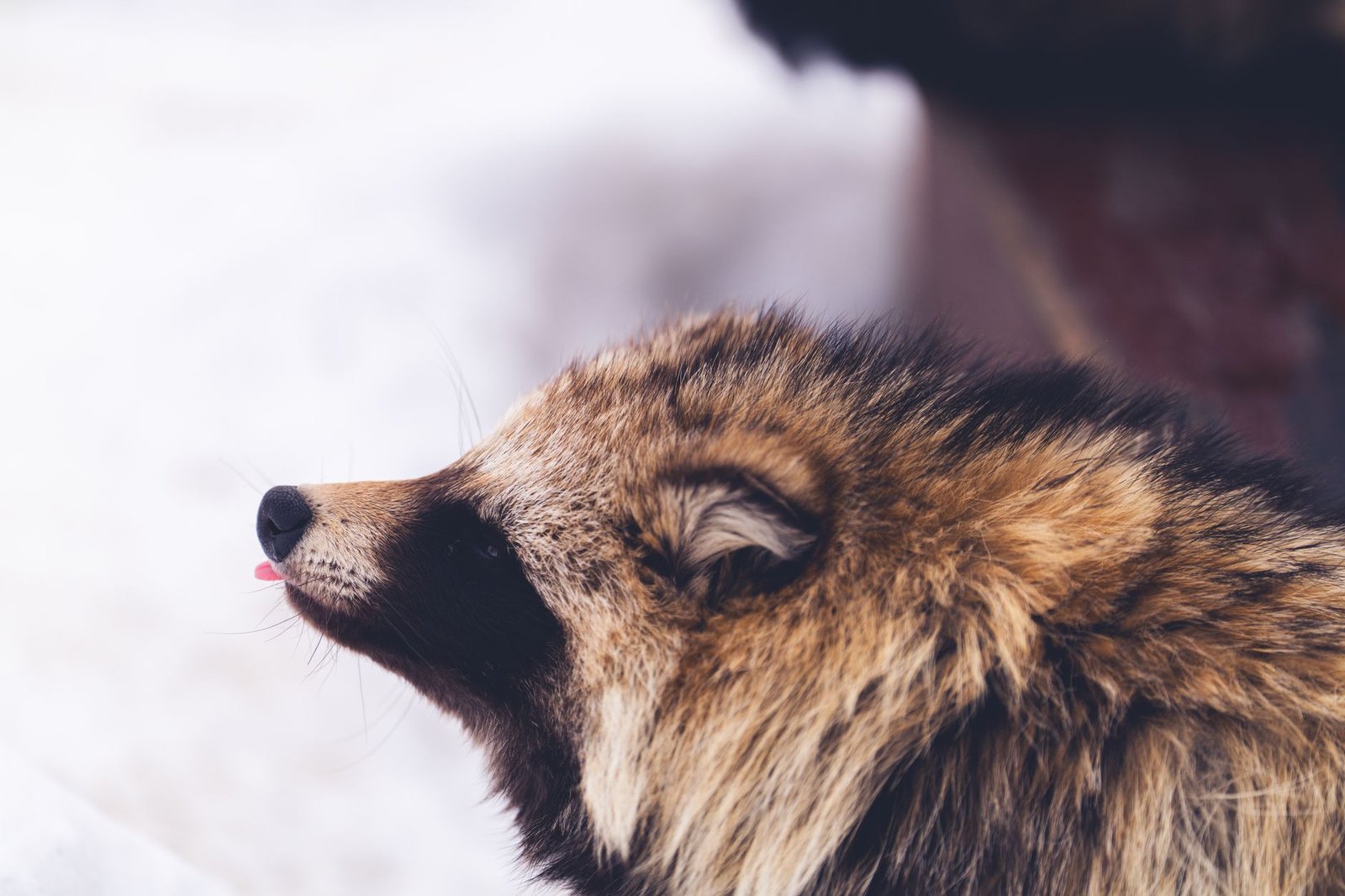 Close-up of a raccoon with eyes closed and tongue slightly out, resembling a tanuki, the Japanese raccoon dog.