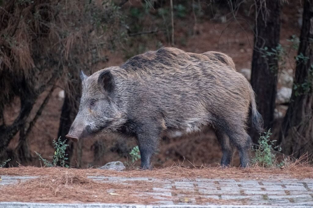 Wild boar walking through a pine forest, with pine needles covering the ground.