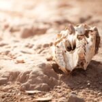 Cracked walnut shell on dry soil, symbolizing the death of Remus in Roman mythology
