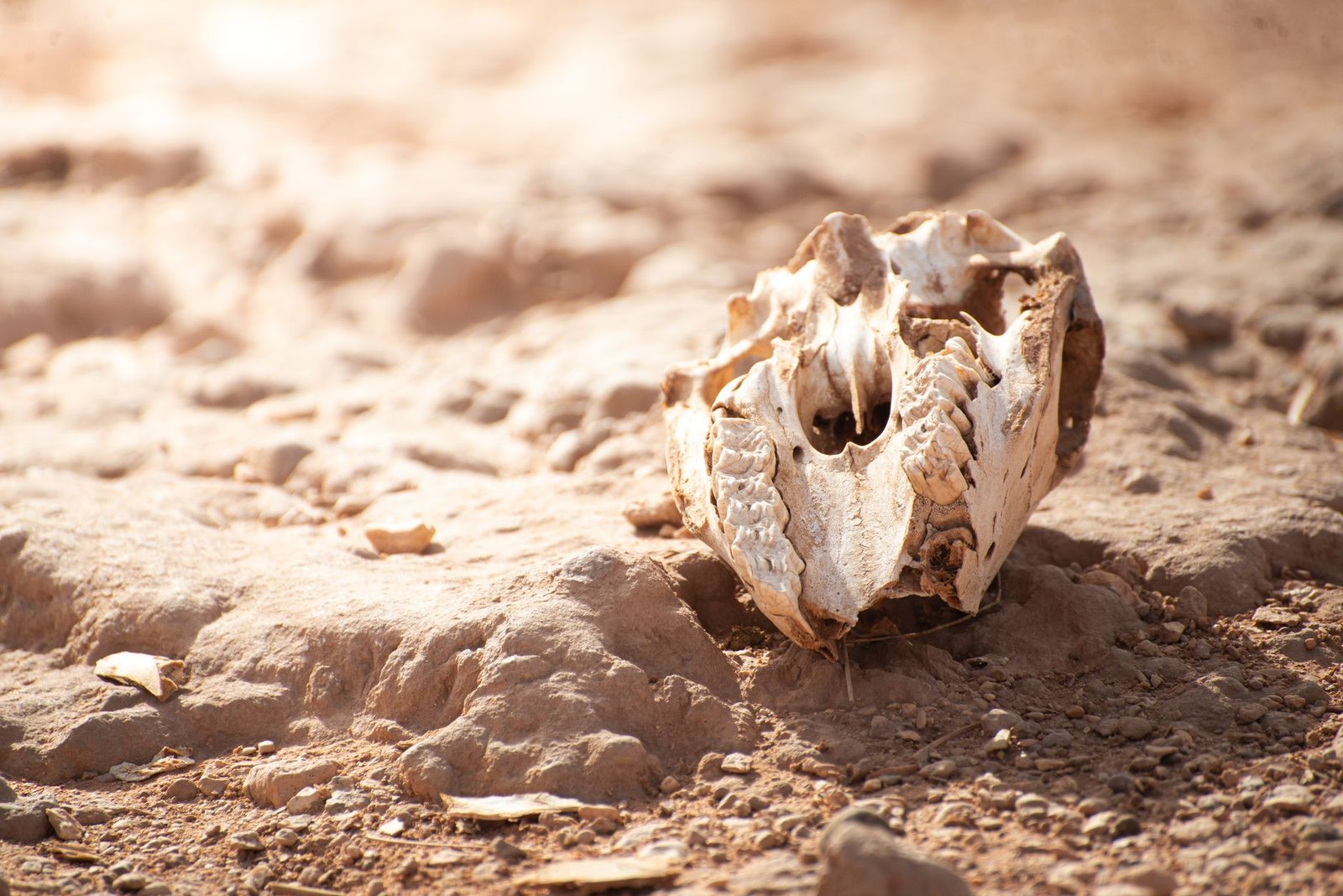 Cracked walnut shell on dry soil, symbolizing the death of Remus in Roman mythology