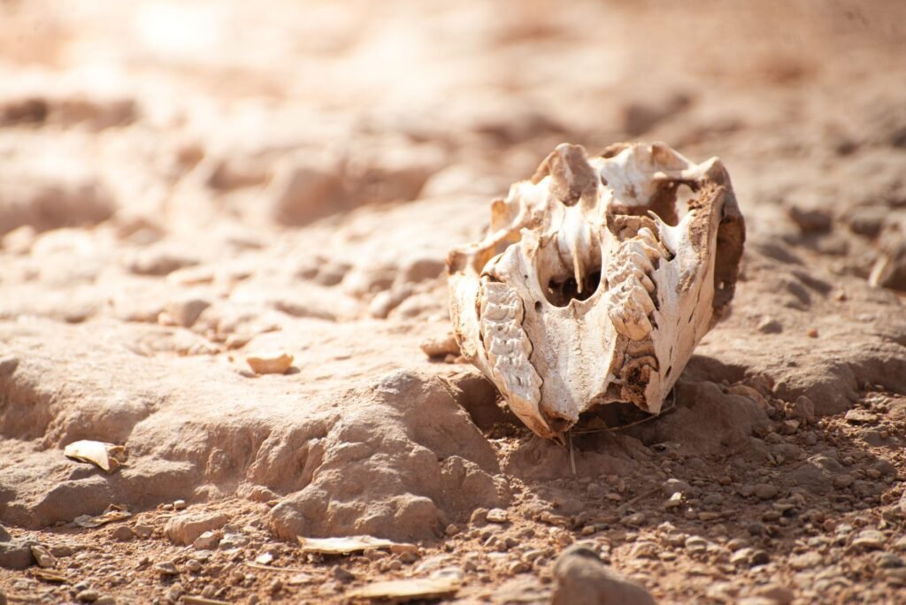 Cracked walnut shell on dry, cracked soil, symbolizing the death of Remus in Roman mythology