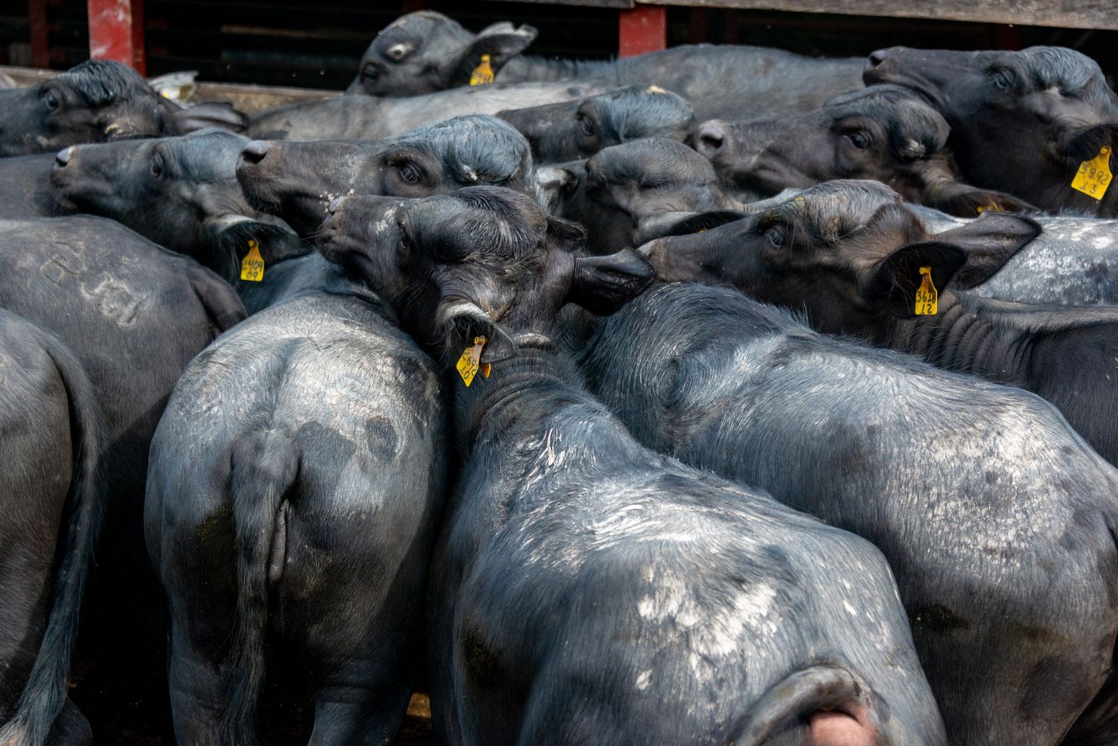 Close-up of black buffaloes crowded together, suggesting the cattle raid in The Táin Bó Cúailnge myth