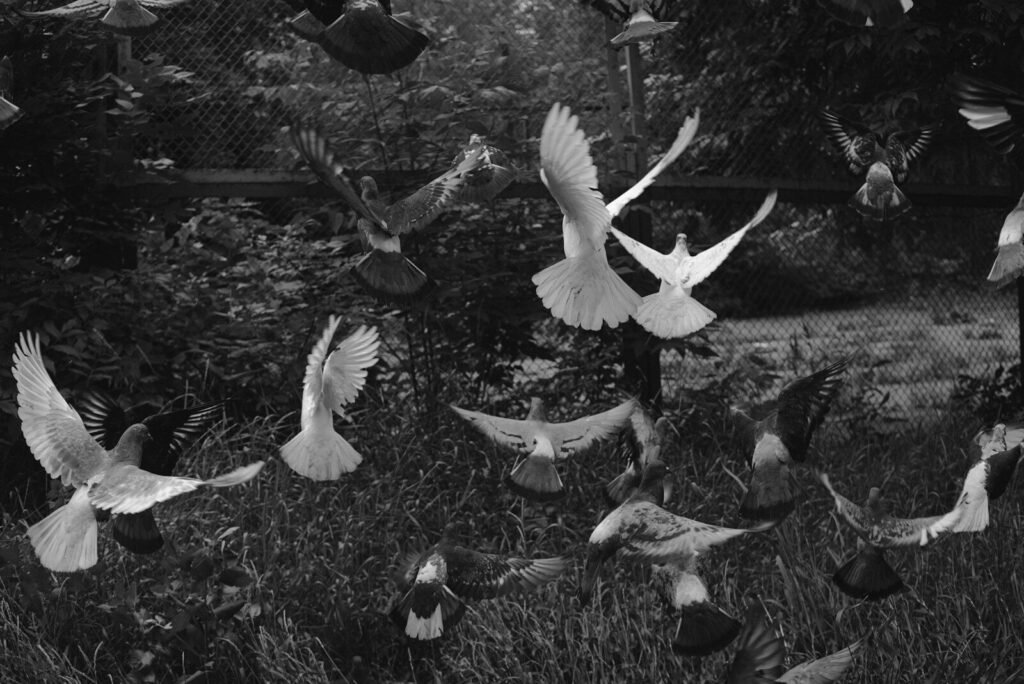 Flock of pigeons flying in black and white.