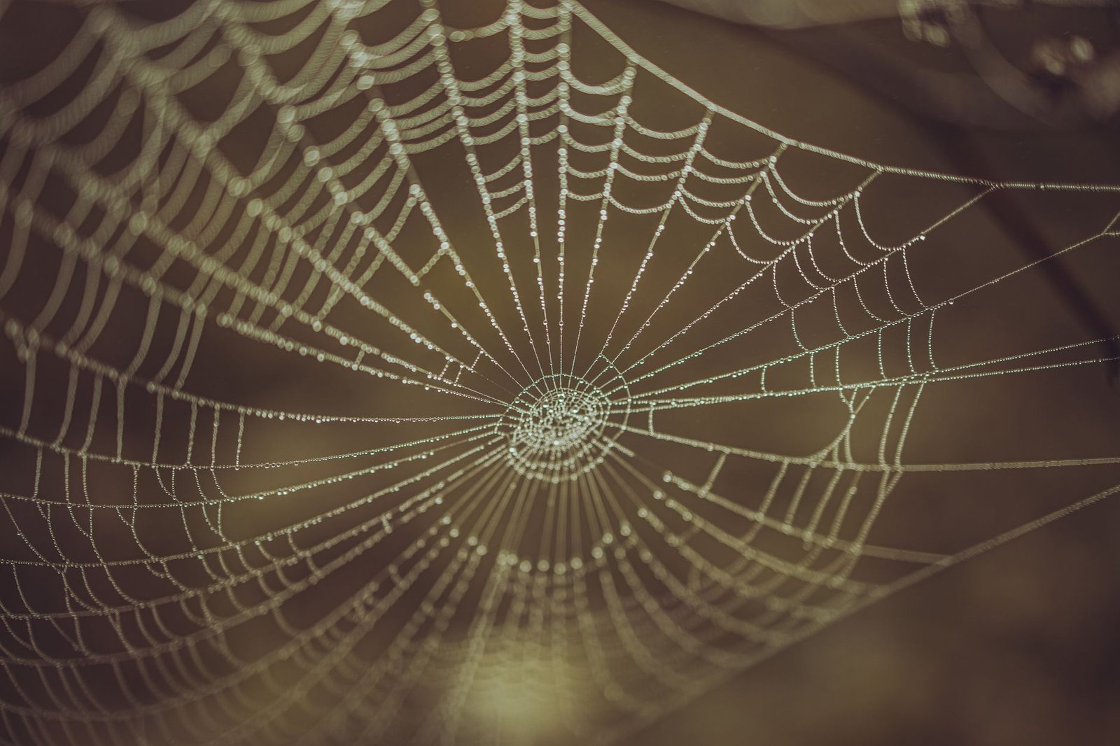Dew-covered spider web symbolizing the Web of Wyrd, fate, choice, and destiny in Norse mythology