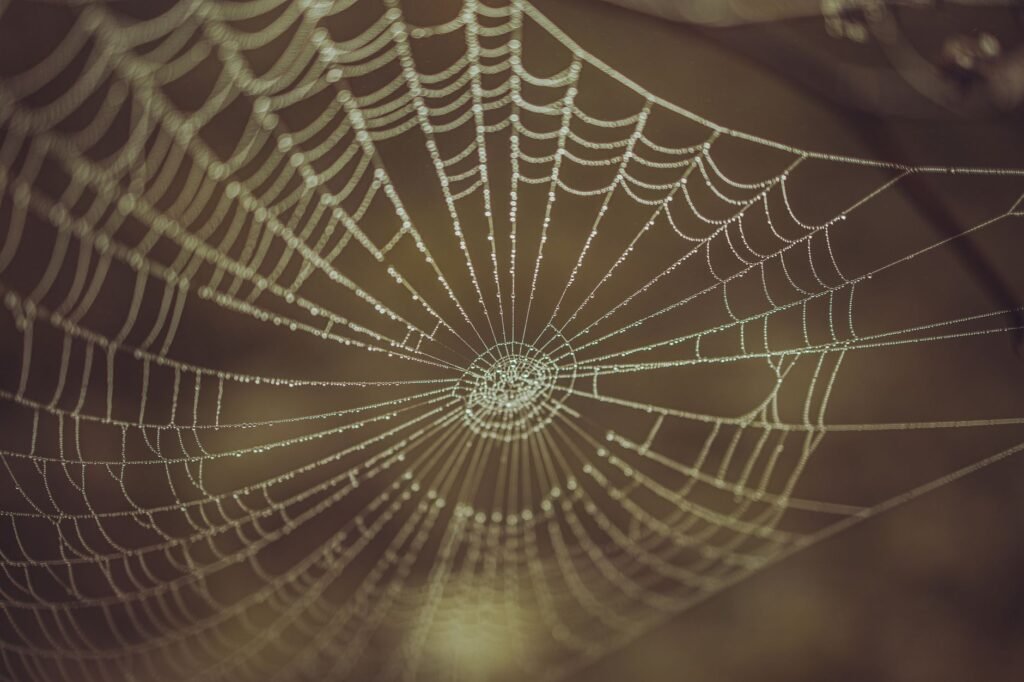 Dew-covered spider web symbolizing the Web of Wyrd, fate, and destiny in Norse mythology