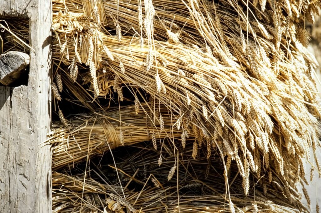 Close-up of dried wheat bundles stacked against a rustic wooden wall, evoking Ceres wheat sheaf symbolism