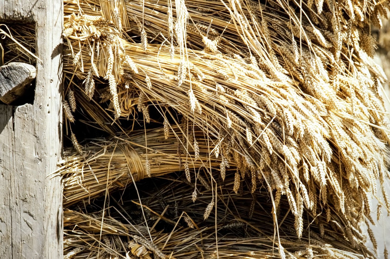 Close-up of dried wheat bundles stacked against a rustic wooden wall, evoking Ceres wheat sheaf symbolism