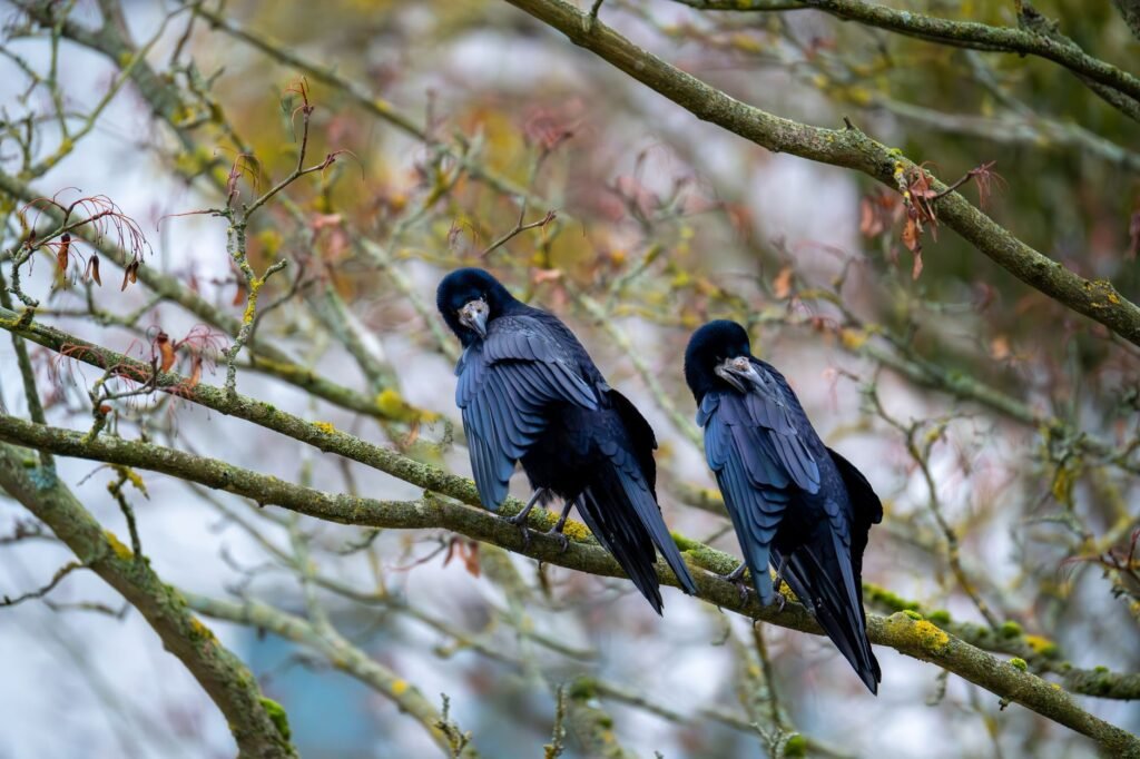 Huginn and Muninn, Odin’s two black ravens, perched on branches in a natural forest setting
