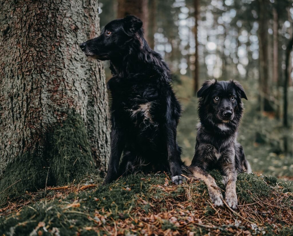 Two black dogs sitting on mossy ground in a forest