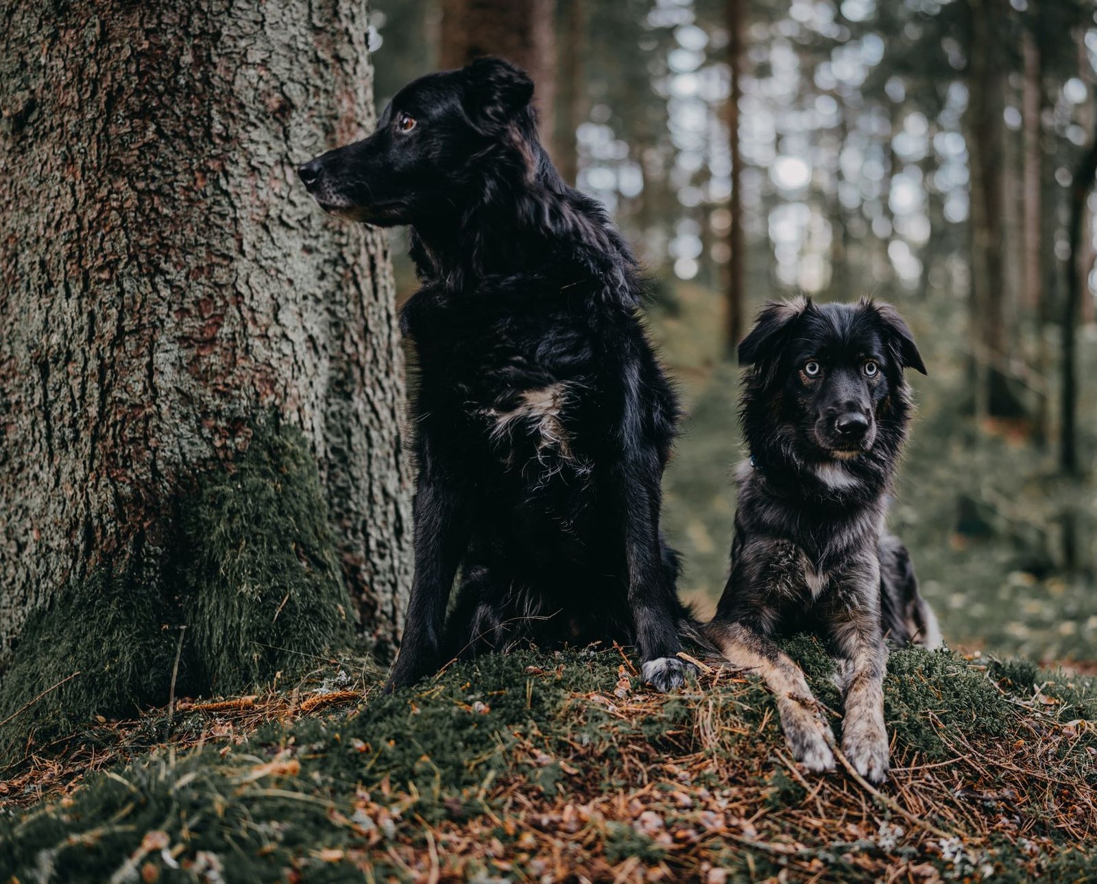 Two black dogs sitting on mossy ground in a forest