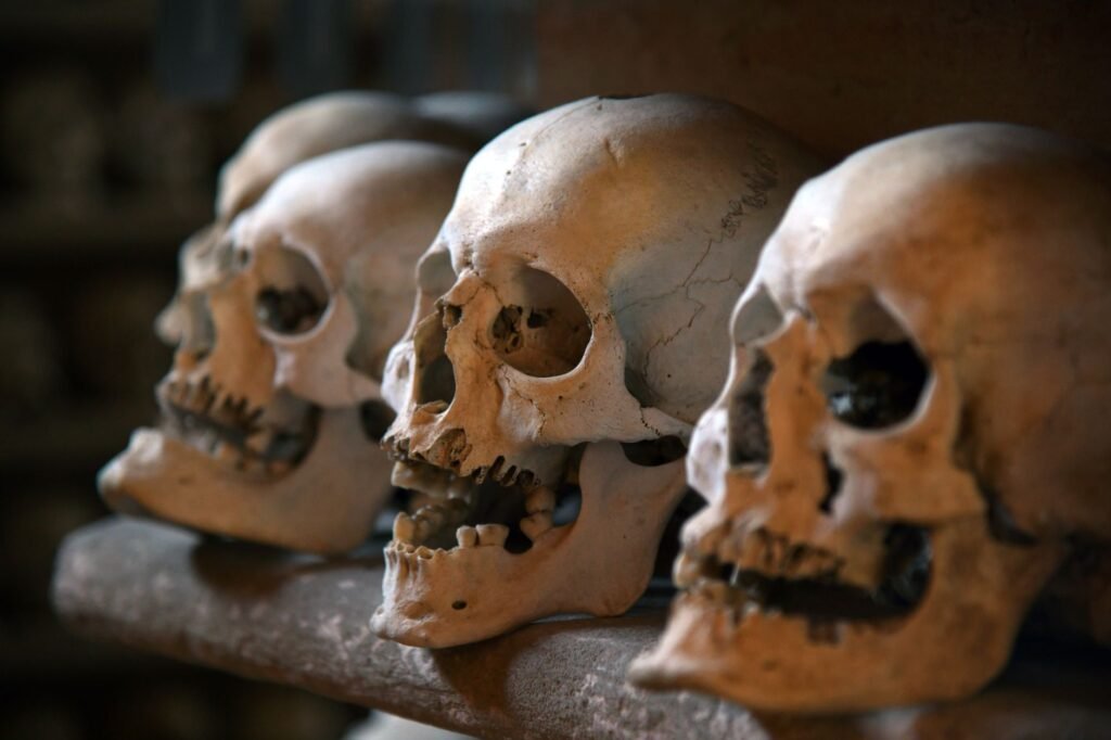 Human skulls in a row on wood, symbolizing Baldrs death and fate in Norse mythology