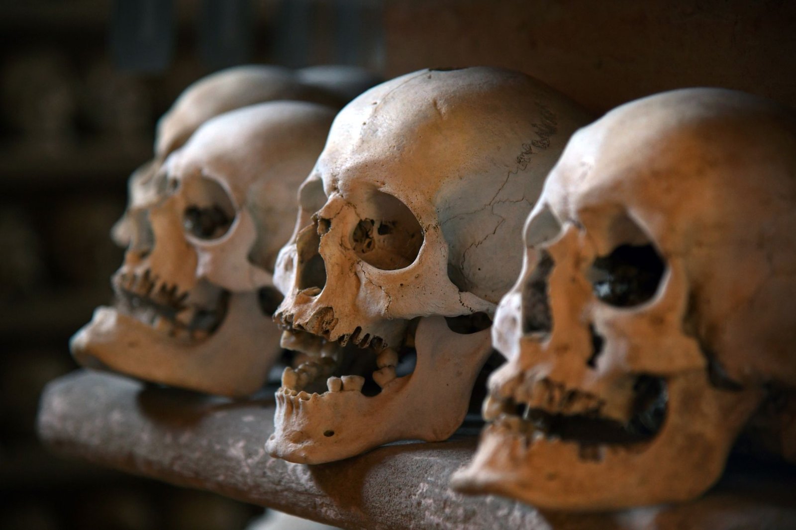Close-up row of human skulls on wood symbolizing Baldrs death and Norse fate