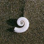 Close-up of a white spiral seashell on dark sand, resembling the Yasakani no Magatama sacred jewel of Japan