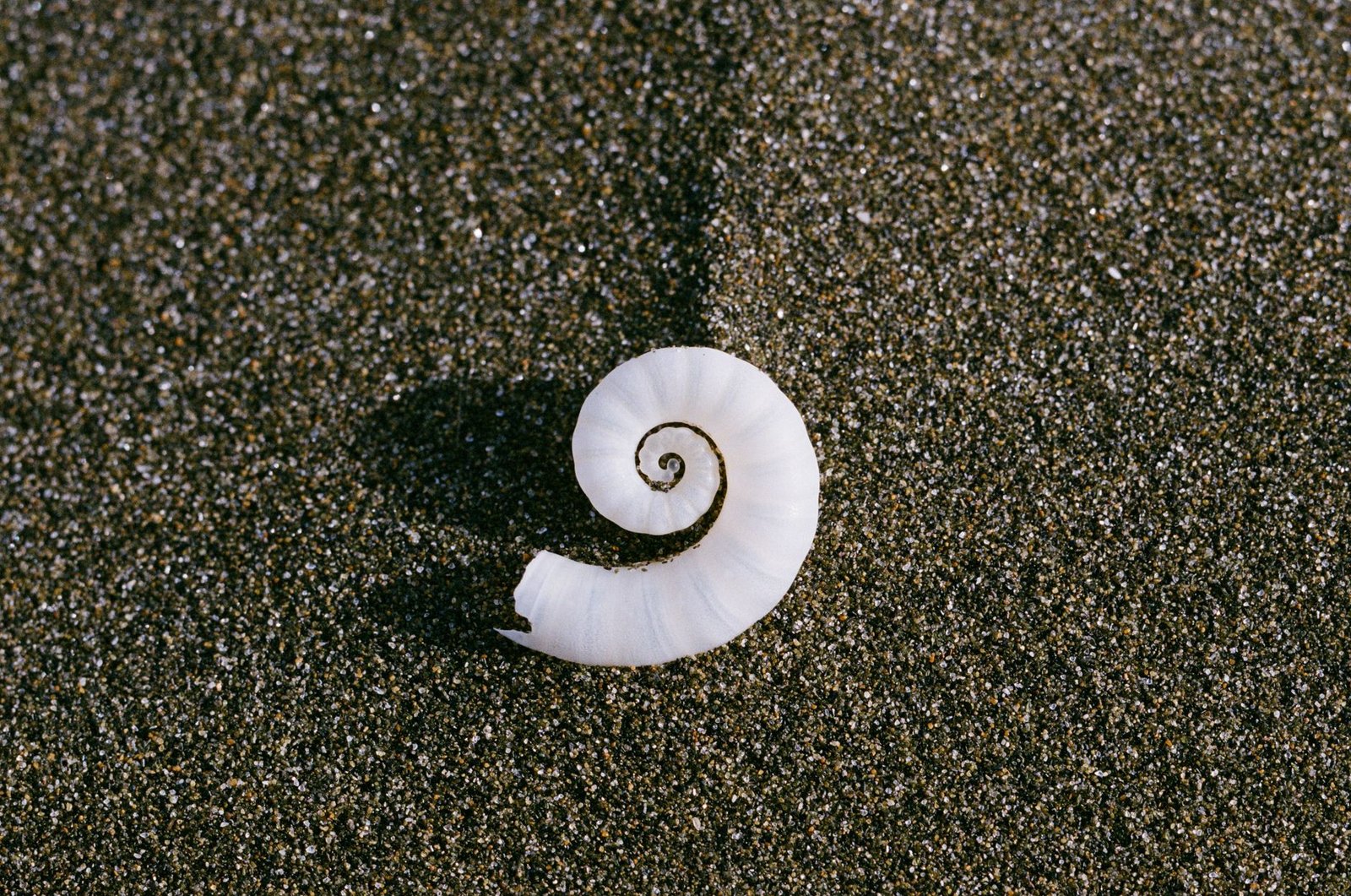 Close-up of a white spiral seashell on dark sand, resembling the Yasakani no Magatama sacred jewel of Japan