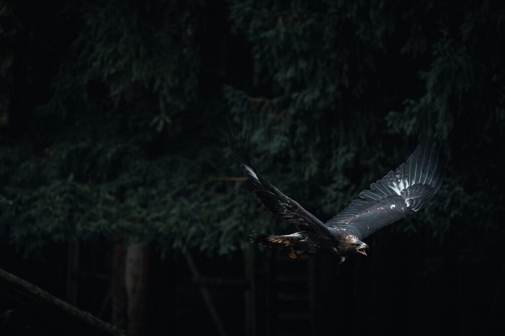 Eagle soaring above a dark forest, representing Zeus in Greek myth