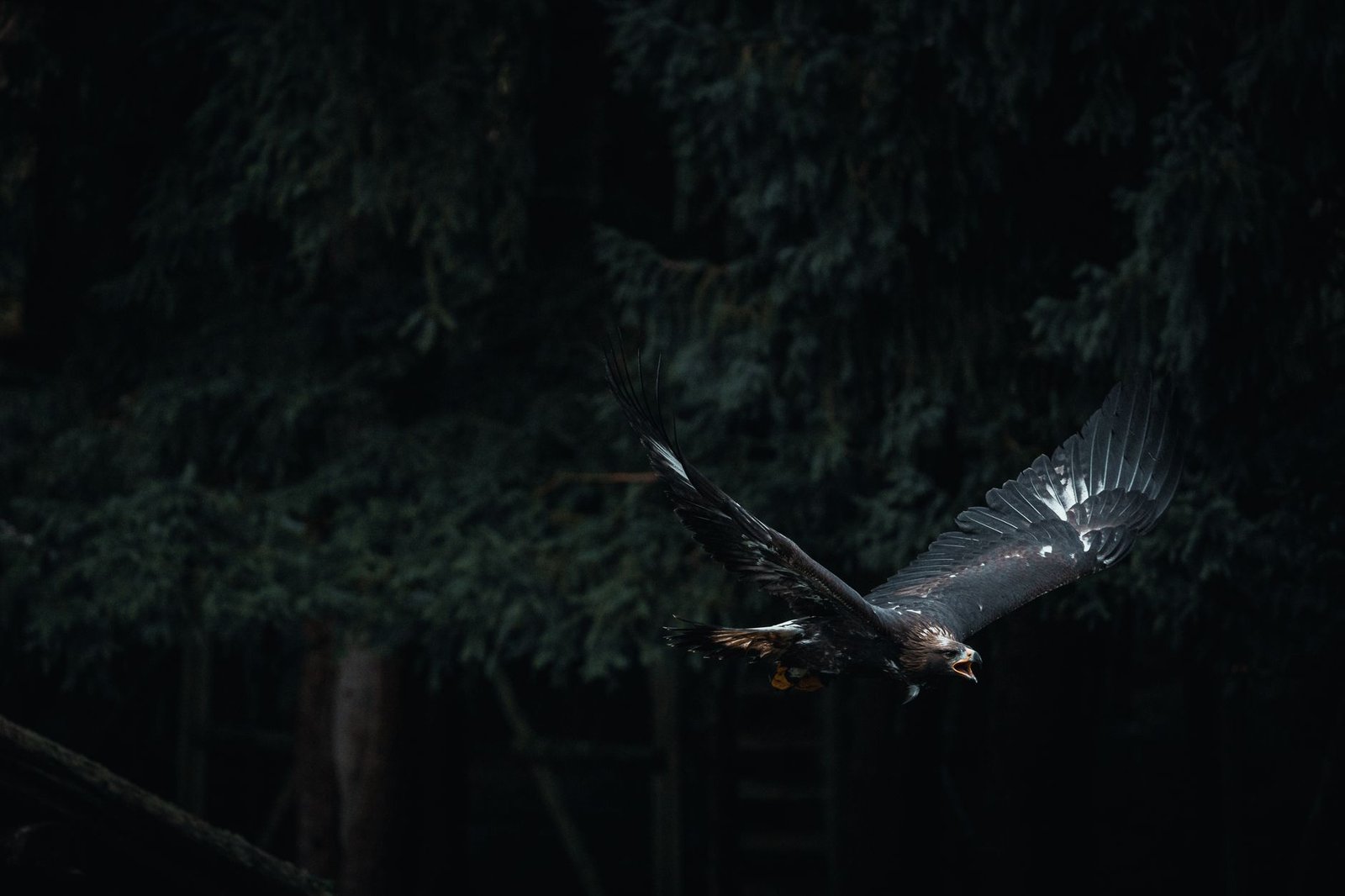 Eagle soaring above a dark forest, representing Zeus in Greek myth