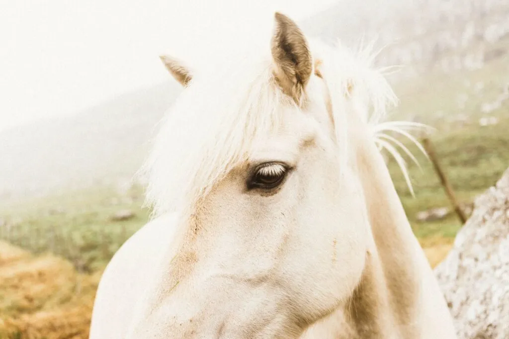 White horse standing in misty outdoor setting, evoking the Scottish water horse Each Uisge folklore